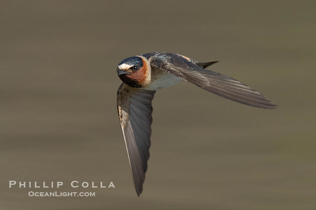 Cliff Swallow in Flight, Petrochelidon pyrrhonota, Lake Wohlford. Escondido, California, USA, natural history stock photograph, photo id 40899