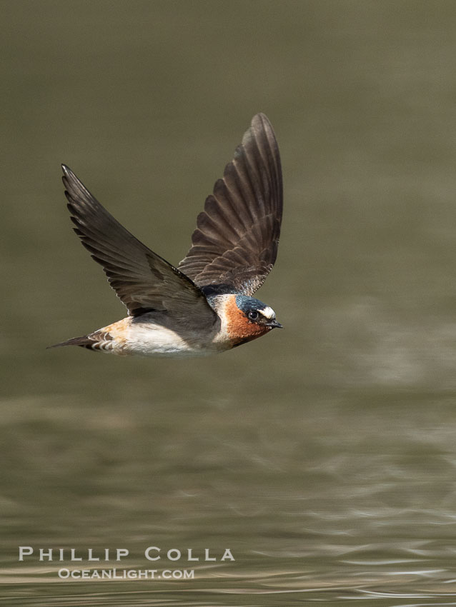 Cliff Swallow in Flight, Petrochelidon pyrrhonota, Lake Wohlford., natural history stock photograph, photo id 40901