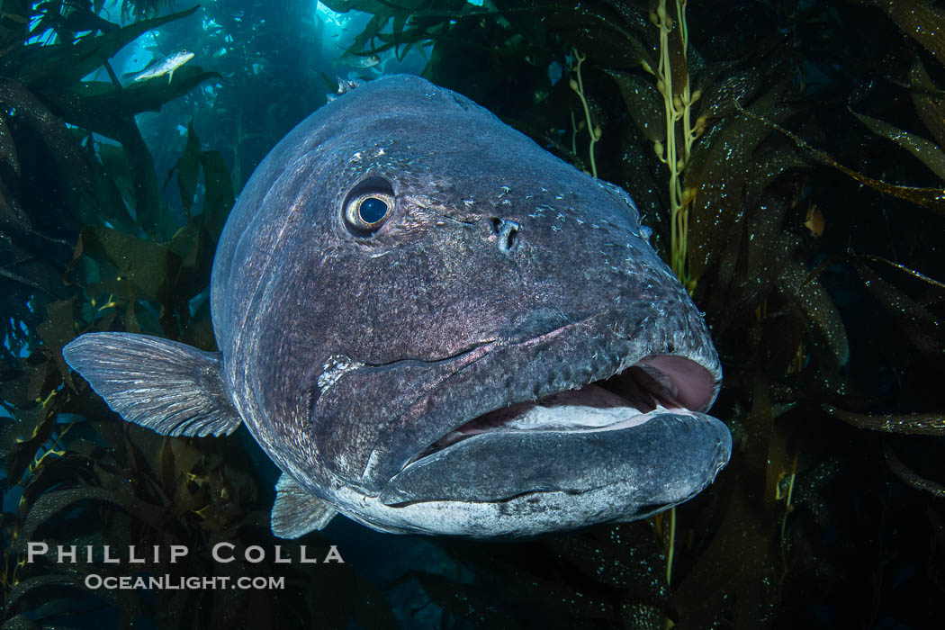 Closeup Portrait of the Face of a Giant Black Sea Bass, showing parasitic sea lice. These parasites find their nutrition from the skin and blood of the host giant sea bass. Smaller fishes such as senoritas and wrasses will commonly clean the sea lice off the giant sea bass. Catalina Island, California, USA, Stereolepis gigas, natural history stock photograph, photo id 39436