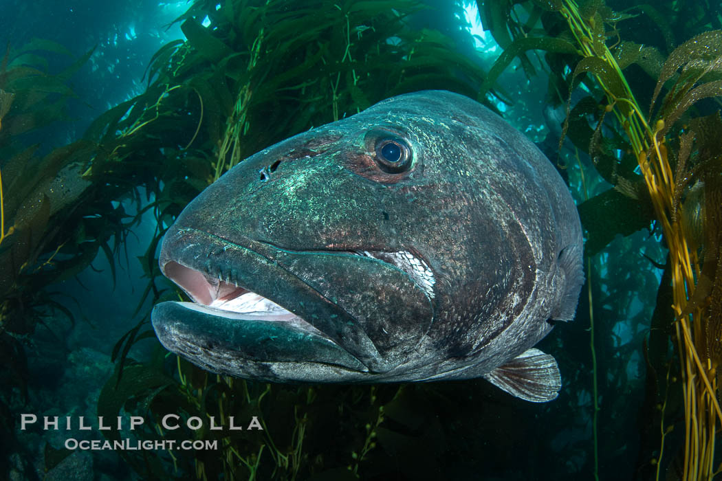 Closeup Portrait of the Mouth of a Giant Black Sea Bass, Catalina Island. California, USA, Stereolepis gigas, natural history stock photograph, photo id 39452
