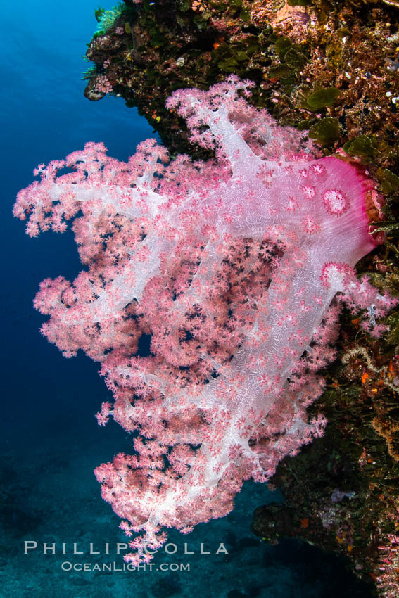 Closeup view of  colorful dendronephthya soft corals, reaching out into strong ocean currents to capture passing planktonic food, Fiji., Dendronephthya, natural history stock photograph, photo id 34822
