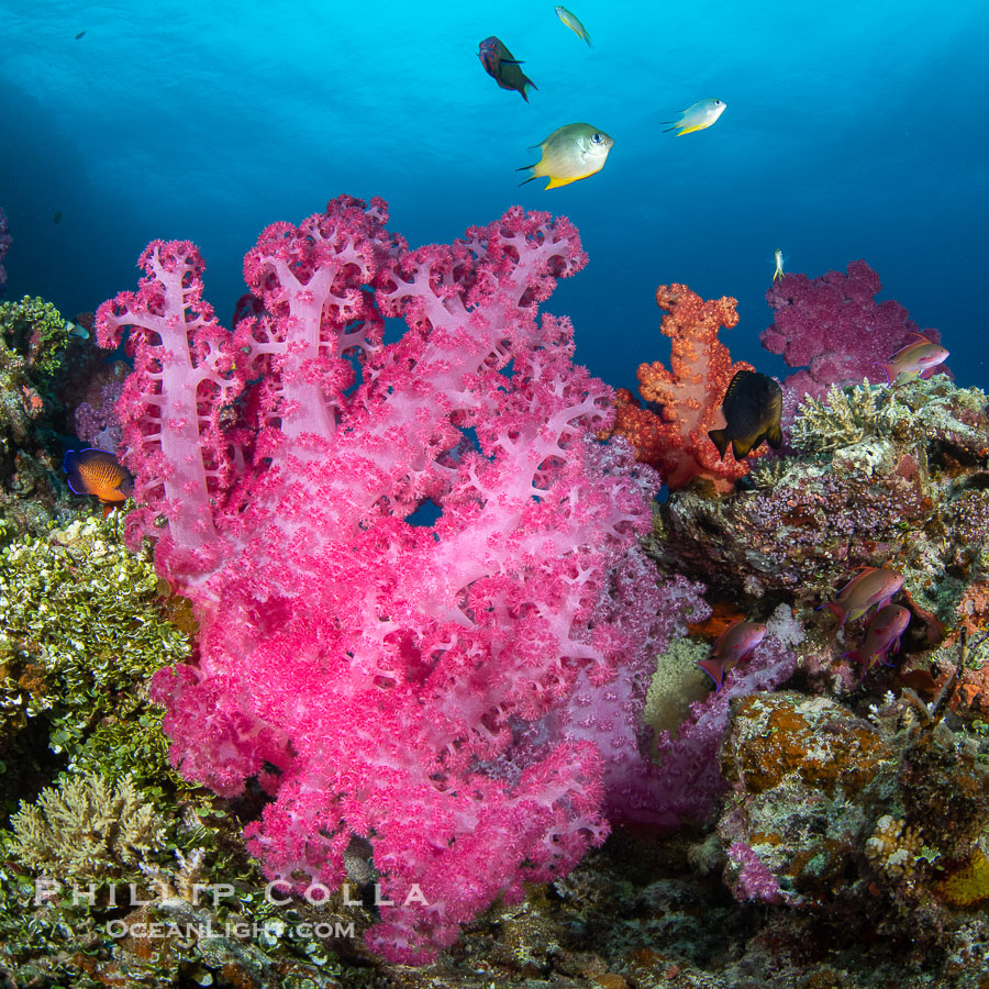 Closeup view of  colorful dendronephthya soft corals, reaching out into strong ocean currents to capture passing planktonic food, Fiji., Dendronephthya, natural history stock photograph, photo id 35026