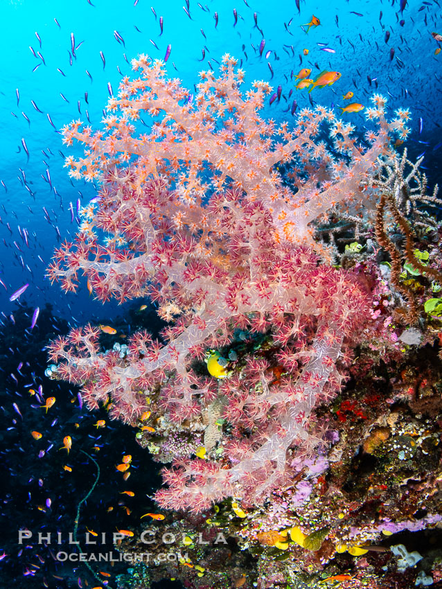 Closeup view of  colorful dendronephthya soft corals, reaching out into strong ocean currents to capture passing planktonic food, Fiji. Wakaya Island, Lomaiviti Archipelago, Dendronephthya, natural history stock photograph, photo id 41074