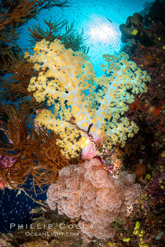 Closeup view of colorful dendronephthya soft corals, reaching out into strong ocean currents to capture passing planktonic food, Fiji, Dendronephthya, Namena Marine Reserve, Namena Island