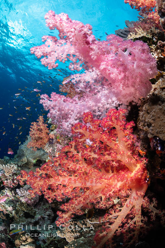 Closeup view of  colorful dendronephthya soft corals, reaching out into strong ocean currents to capture passing planktonic food, Fiji. Bligh Waters, Dendronephthya, natural history stock photograph, photo id 34964