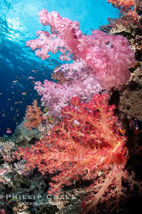 Closeup view of  colorful dendronephthya soft corals, reaching out into strong ocean currents to capture passing planktonic food, Fiji., Dendronephthya, natural history stock photograph, photo id 34964