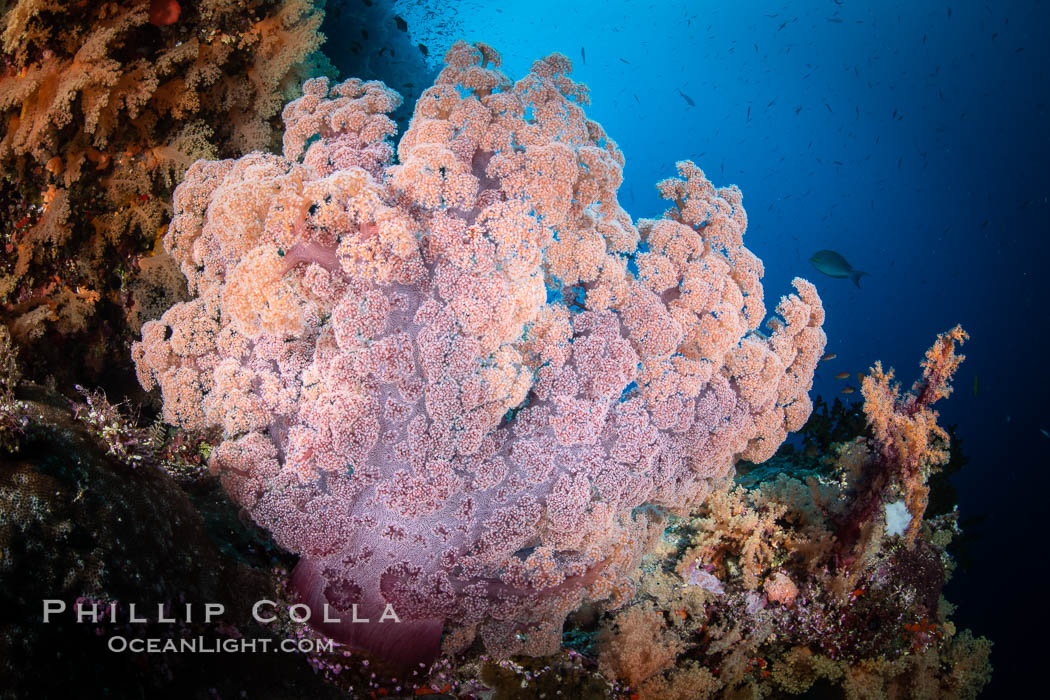 Closeup view of  colorful dendronephthya soft corals, reaching out into strong ocean currents to capture passing planktonic food, Fiji., Dendronephthya, natural history stock photograph, photo id 35036