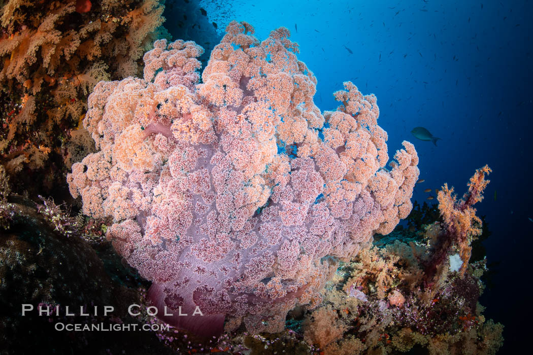 Closeup view of  colorful dendronephthya soft corals, reaching out into strong ocean currents to capture passing planktonic food, Fiji. Vatu I Ra Passage, Bligh Waters, Viti Levu Island, Dendronephthya, natural history stock photograph, photo id 35036