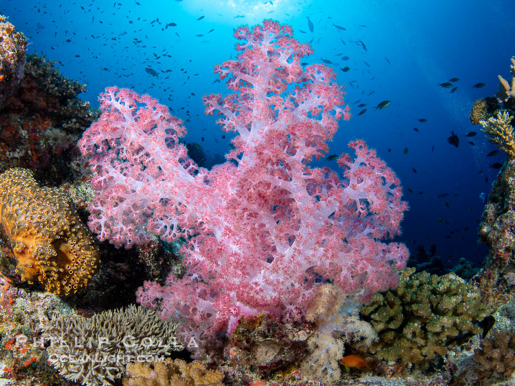 Closeup view of  colorful dendronephthya soft corals, reaching out into strong ocean currents to capture passing planktonic food, Fiji. Namena Marine Reserve, Namena Island, Dendronephthya, natural history stock photograph, photo id 41124