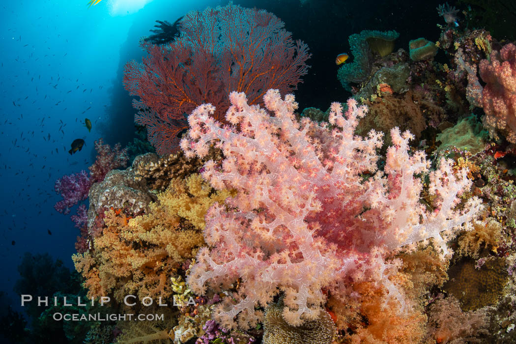 Closeup view of  colorful dendronephthya soft corals, reaching out into strong ocean currents to capture passing planktonic food, Fiji., Dendronephthya, natural history stock photograph, photo id 34819