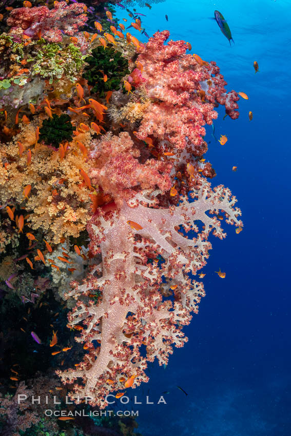 Closeup view of  colorful dendronephthya soft corals, reaching out into strong ocean currents to capture passing planktonic food, Fiji. Bligh Waters, Dendronephthya, natural history stock photograph, photo id 34959