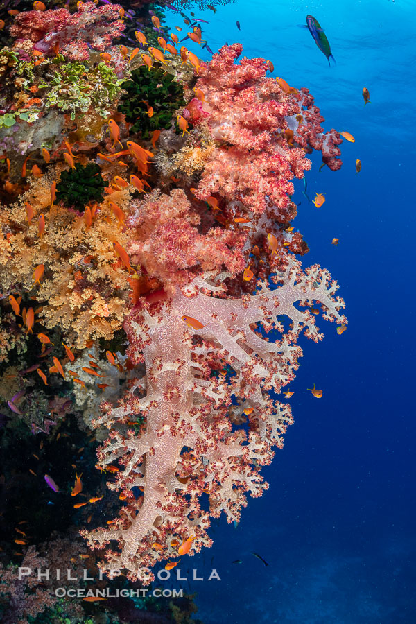 Closeup view of  colorful dendronephthya soft corals, reaching out into strong ocean currents to capture passing planktonic food, Fiji., Dendronephthya, natural history stock photograph, photo id 34959
