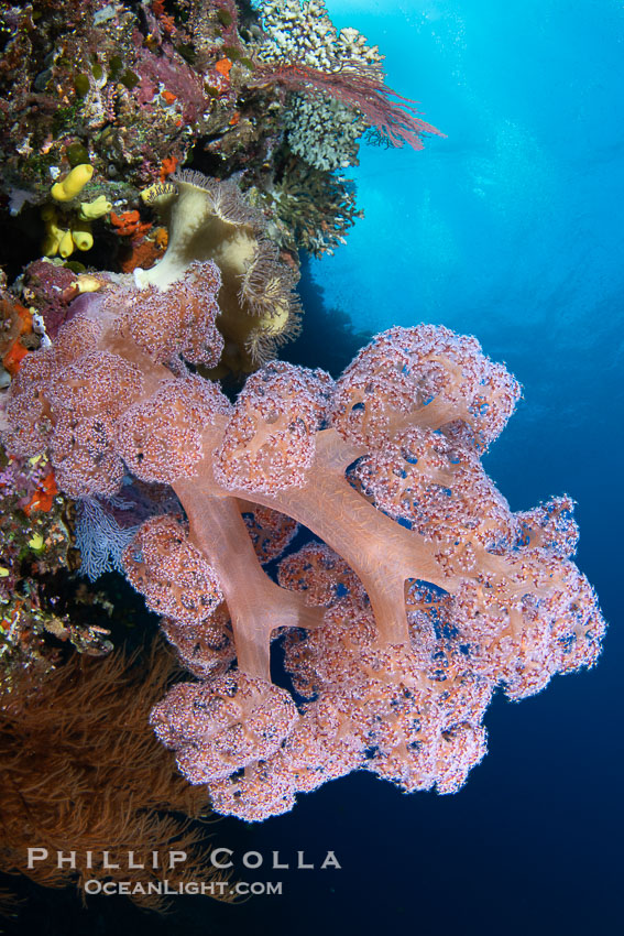 Closeup view of colorful dendronephthya soft corals, reaching out into strong ocean currents to capture passing planktonic food, Fiji., Dendronephthya, natural history stock photograph, photo id 41031