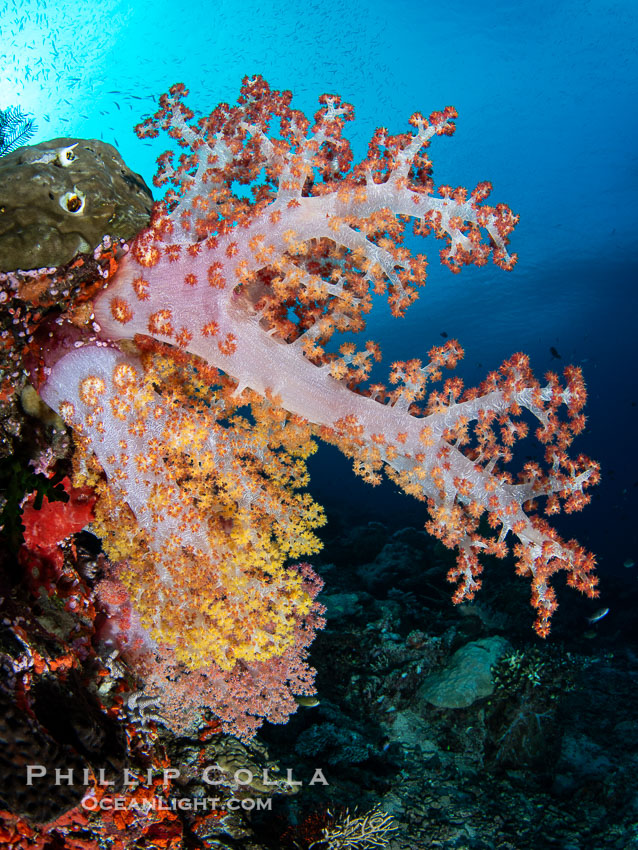 Closeup view of  colorful dendronephthya soft corals, reaching out into strong ocean currents to capture passing planktonic food, Fiji. Vatu I Ra Passage, Bligh Waters, Viti Levu Island, Dendronephthya, natural history stock photograph, photo id 41043