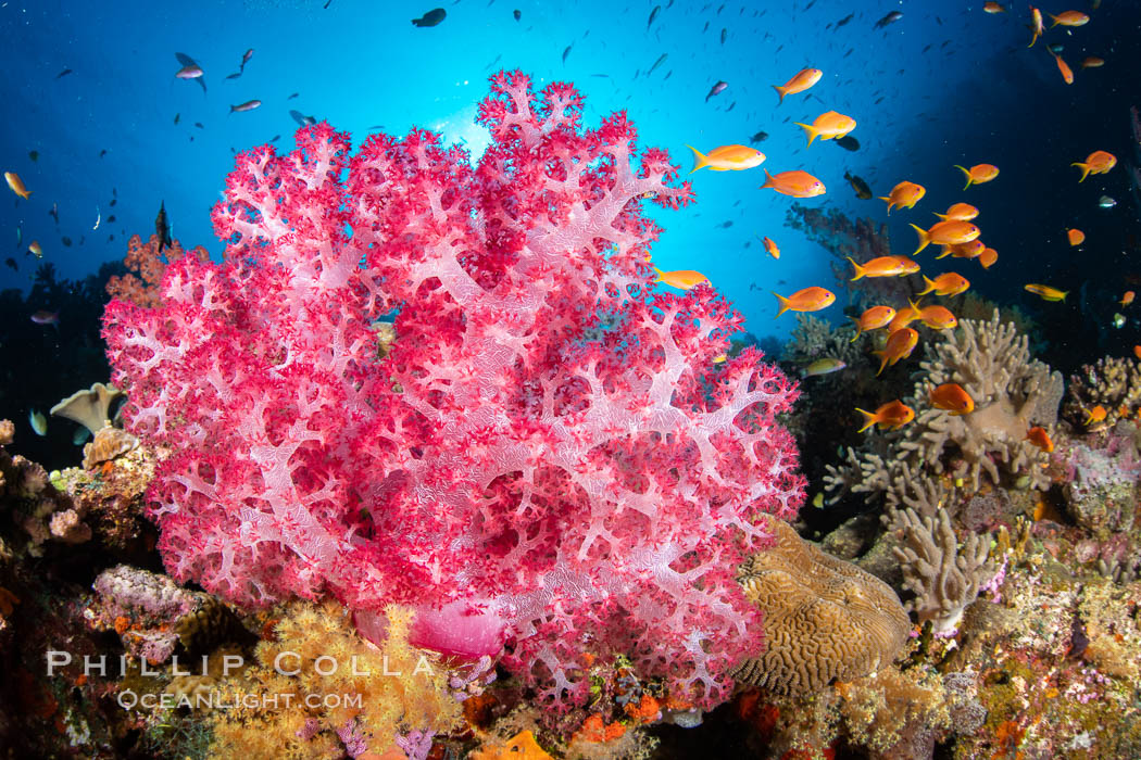 Closeup view of colorful dendronephthya soft corals, reaching out into strong ocean currents to capture passing planktonic food, Fiji, Dendronephthya