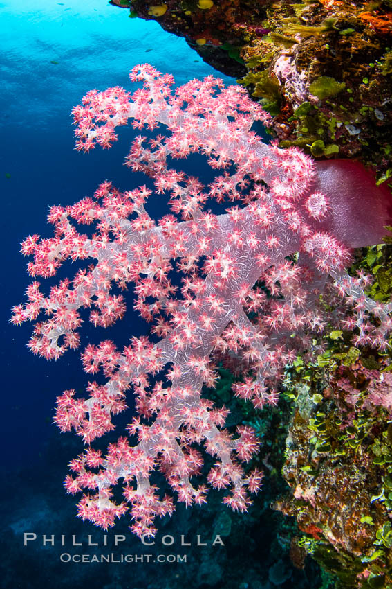 Closeup view of  colorful dendronephthya soft corals, reaching out into strong ocean currents to capture passing planktonic food, Fiji. Vatu I Ra Passage, Bligh Waters, Viti Levu Island, Dendronephthya, natural history stock photograph, photo id 34749