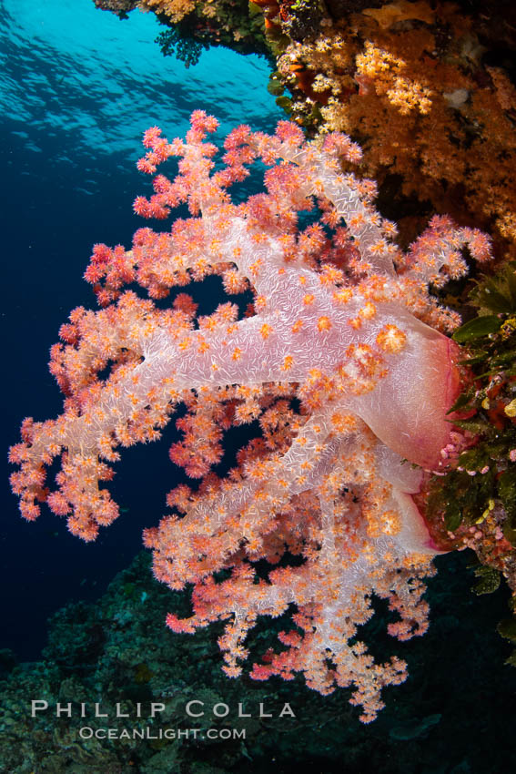 Closeup view of  colorful dendronephthya soft corals, reaching out into strong ocean currents to capture passing planktonic food, Fiji. Vatu I Ra Passage, Bligh Waters, Viti Levu Island, Dendronephthya, natural history stock photograph, photo id 34881