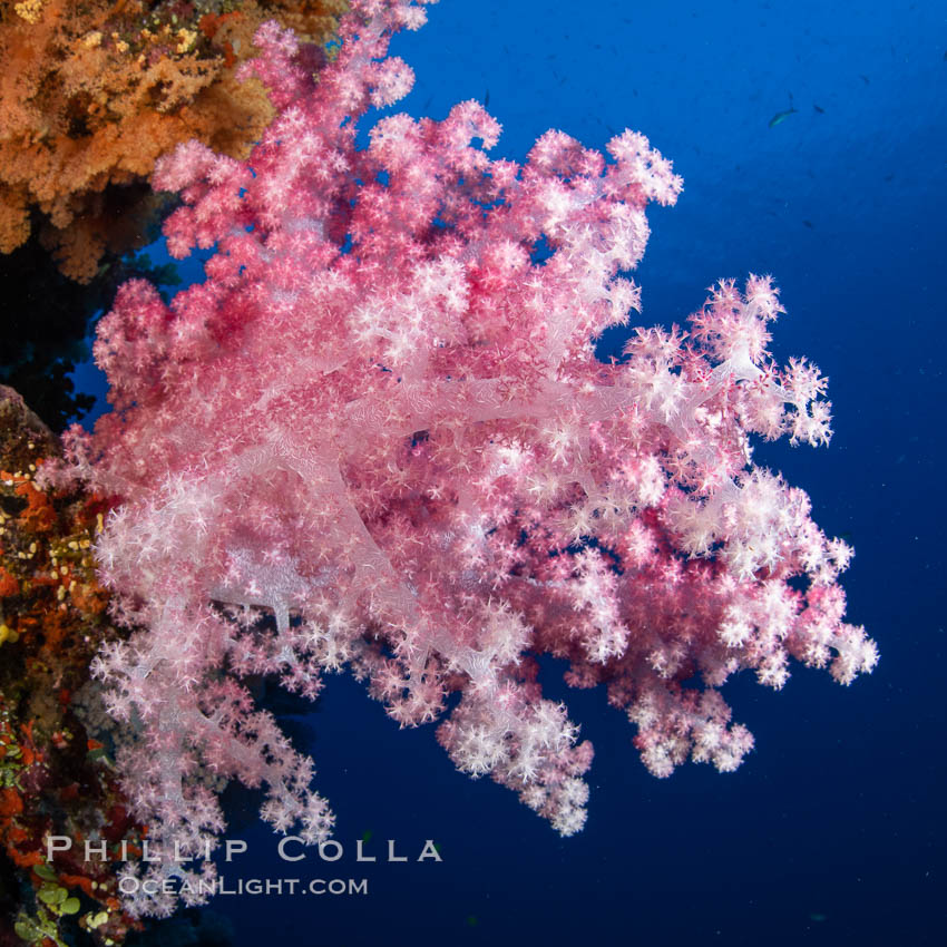 Closeup view of  colorful dendronephthya soft corals, reaching out into strong ocean currents to capture passing planktonic food, Fiji., Dendronephthya, natural history stock photograph, photo id 34925