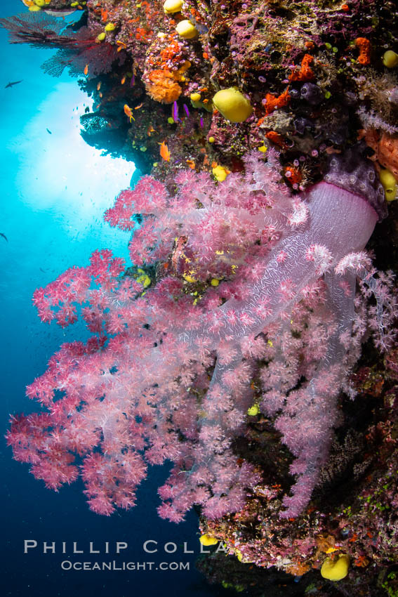 Closeup view of  colorful dendronephthya soft corals, reaching out into strong ocean currents to capture passing planktonic food, Fiji. Namena Marine Reserve, Namena Island, Dendronephthya, natural history stock photograph, photo id 34949