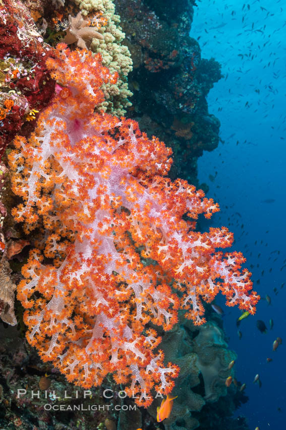 Closeup view of  colorful dendronephthya soft corals, reaching out into strong ocean currents to capture passing planktonic food, Fiji. Bligh Waters, Dendronephthya, natural history stock photograph, photo id 35017