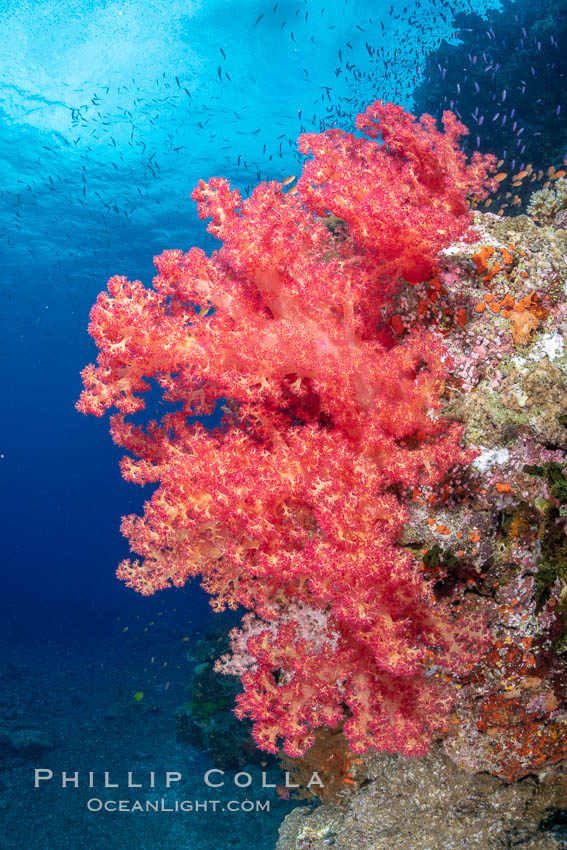 Closeup view of  colorful dendronephthya soft corals, reaching out into strong ocean currents to capture passing planktonic food, Fiji. Bligh Waters, Dendronephthya, natural history stock photograph, photo id 35025