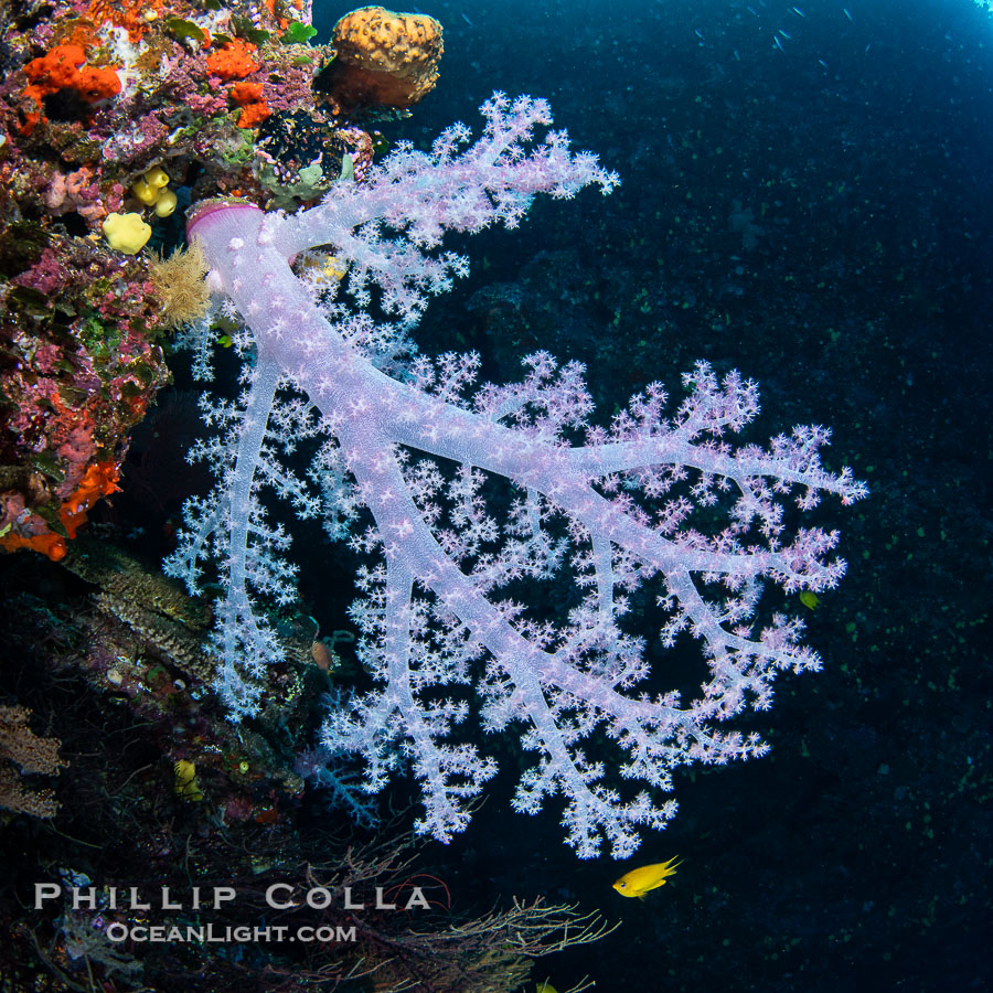 Closeup view of  colorful dendronephthya soft corals, reaching out into strong ocean currents to capture passing planktonic food, Fiji., Dendronephthya, natural history stock photograph, photo id 41137