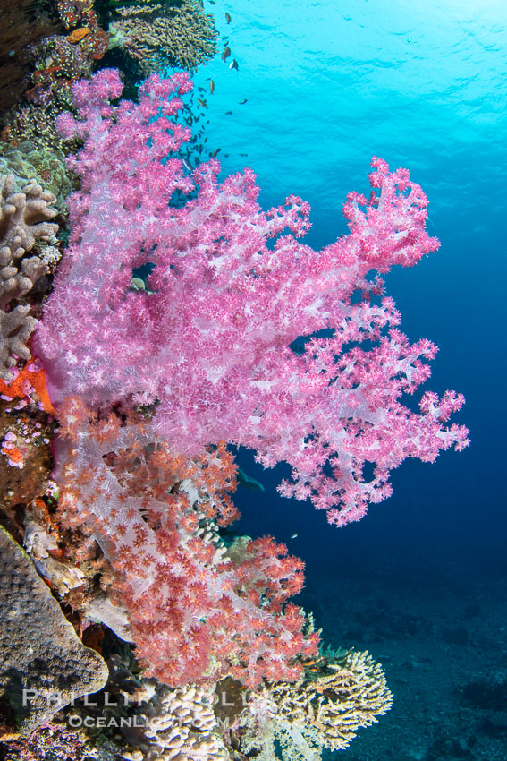 Closeup view of  colorful dendronephthya soft corals, reaching out into strong ocean currents to capture passing planktonic food, Fiji., Dendronephthya, natural history stock photograph, photo id 41153
