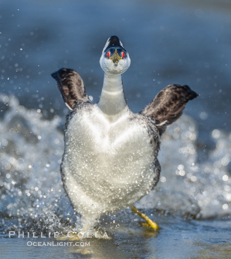 Extreme closeup view of a Western Grebe as it rushes, running across the water as part of an elaborate courtship behavior. Lake Wohlford, Escondido, California, USA, Aechmophorus occidentalis, natural history stock photograph, photo id 40841