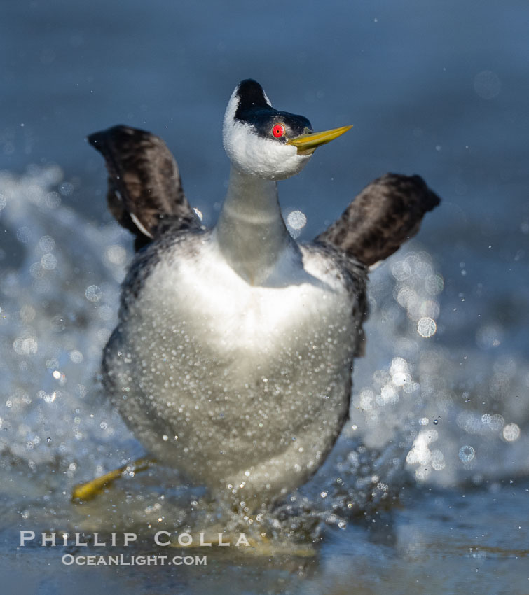 Extreme closeup view of a Western Grebe as it rushes, running across the water as part of an elaborate courtship behavior, Aechmophorus occidentalis, Lake Wohlford, Escondido, California Extreme closeup view of a Western Grebe as it rushes, running across the water as part of an elaborate courtship behavior, Aechmophorus occidentalis, Lake Wohlford, Escondido, California