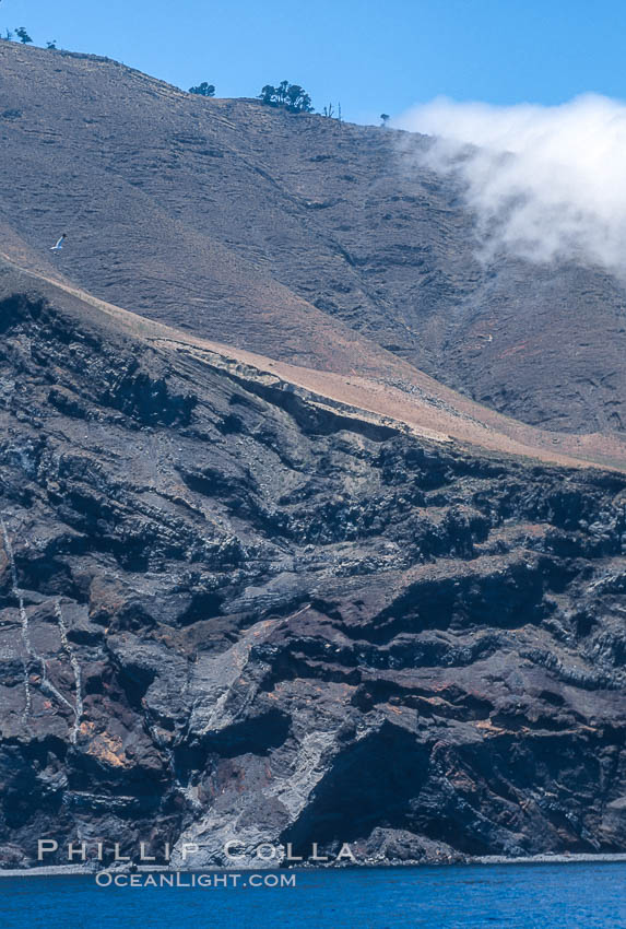 Sparse trees along island crest catch moisture from clouds. Guadalupe Island (Isla Guadalupe), Baja California, Mexico, natural history stock photograph, photo id 03692