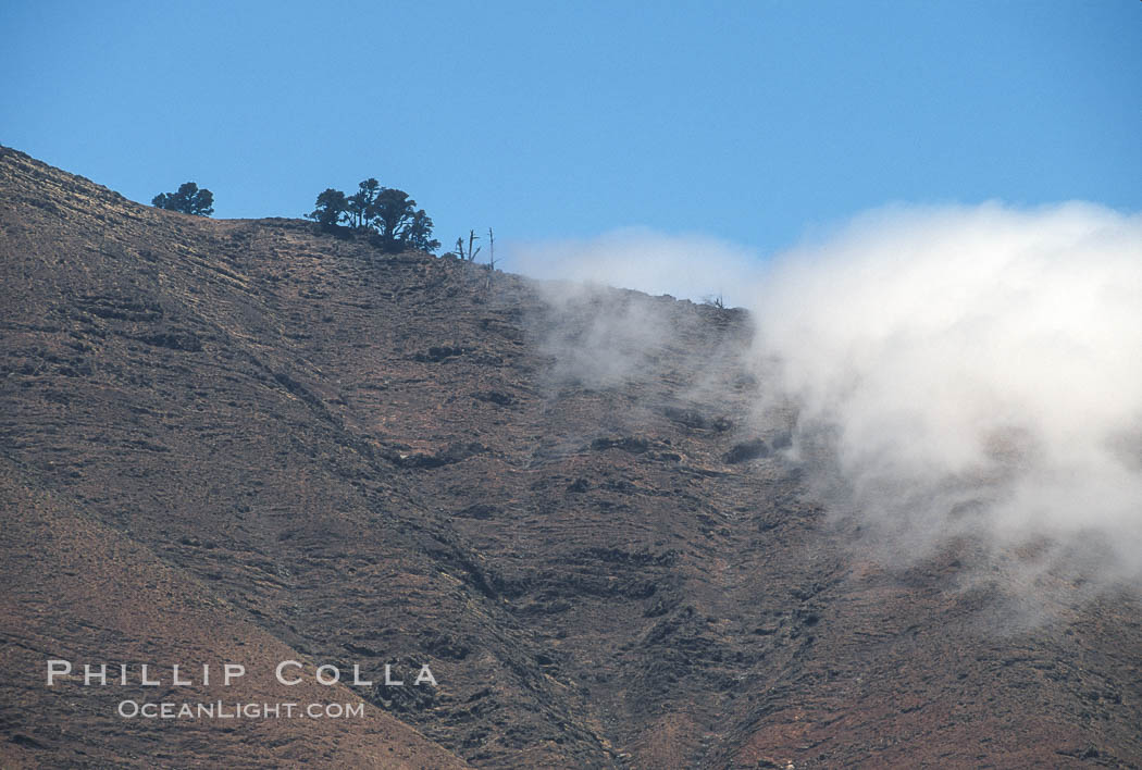 Sparse trees along island crest catch moisture from clouds. Guadalupe Island (Isla Guadalupe), Baja California, Mexico, natural history stock photograph, photo id 03693