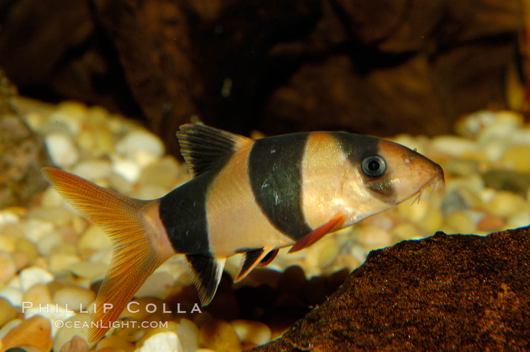 Clown loach, a freshwater fish native to Indonesia (Sumatra and Borneo)., Botia macracanthus, natural history stock photograph, photo id 09325