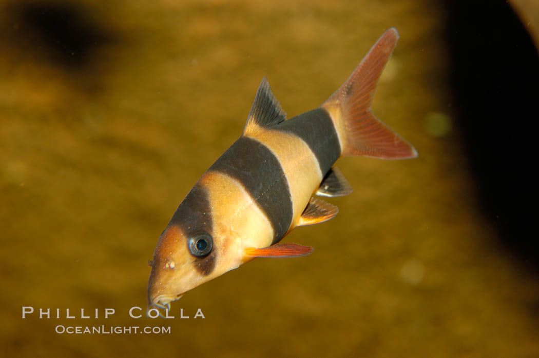 Clown loach, a freshwater fish native to Indonesia (Sumatra and Borneo)., Botia macracanthus, natural history stock photograph, photo id 09327