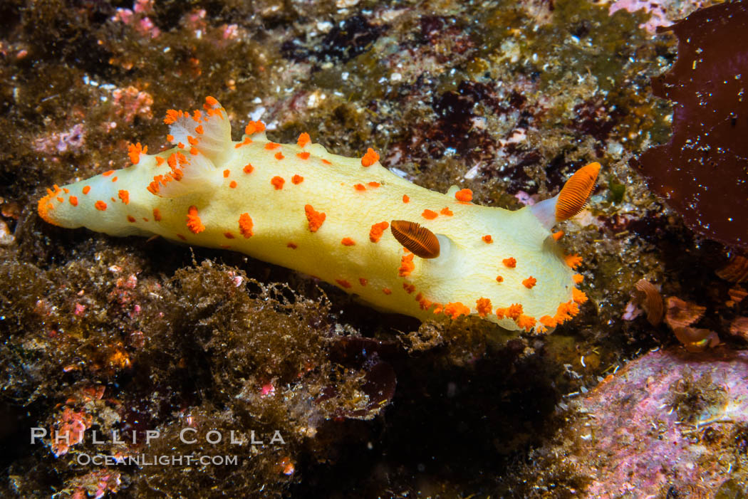 Clown Nudibranch, Triopha catalinae, Browning Passage, Vancouver Island. British Columbia, Canada, Triopha catalinae, natural history stock photograph, photo id 34414