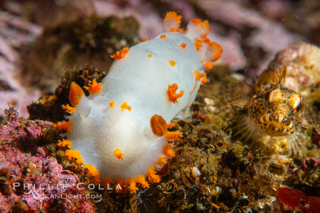 Clown Nudibranch, Triopha catalinae, Browning Passage, Vancouver Island, Triopha catalinae