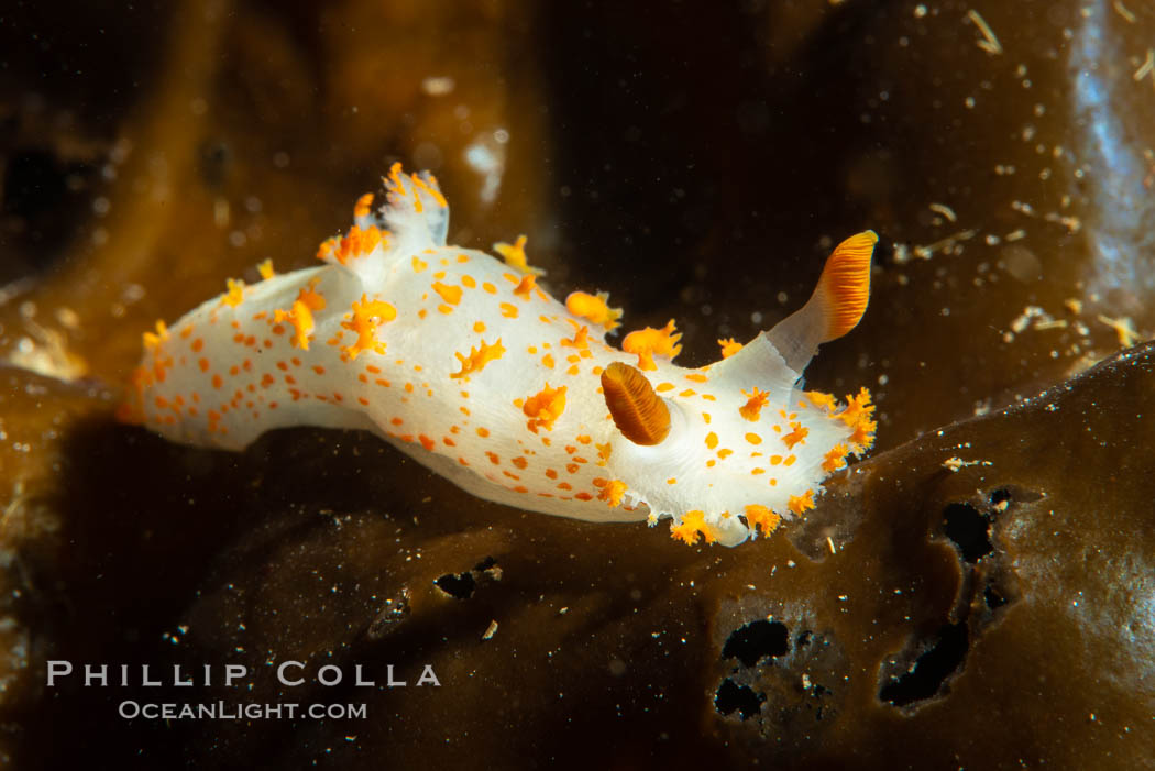 Clown Nudibranch, Triopha catalinae, Browning Passage, Vancouver Island. British Columbia, Canada, Triopha catalinae, natural history stock photograph, photo id 35450