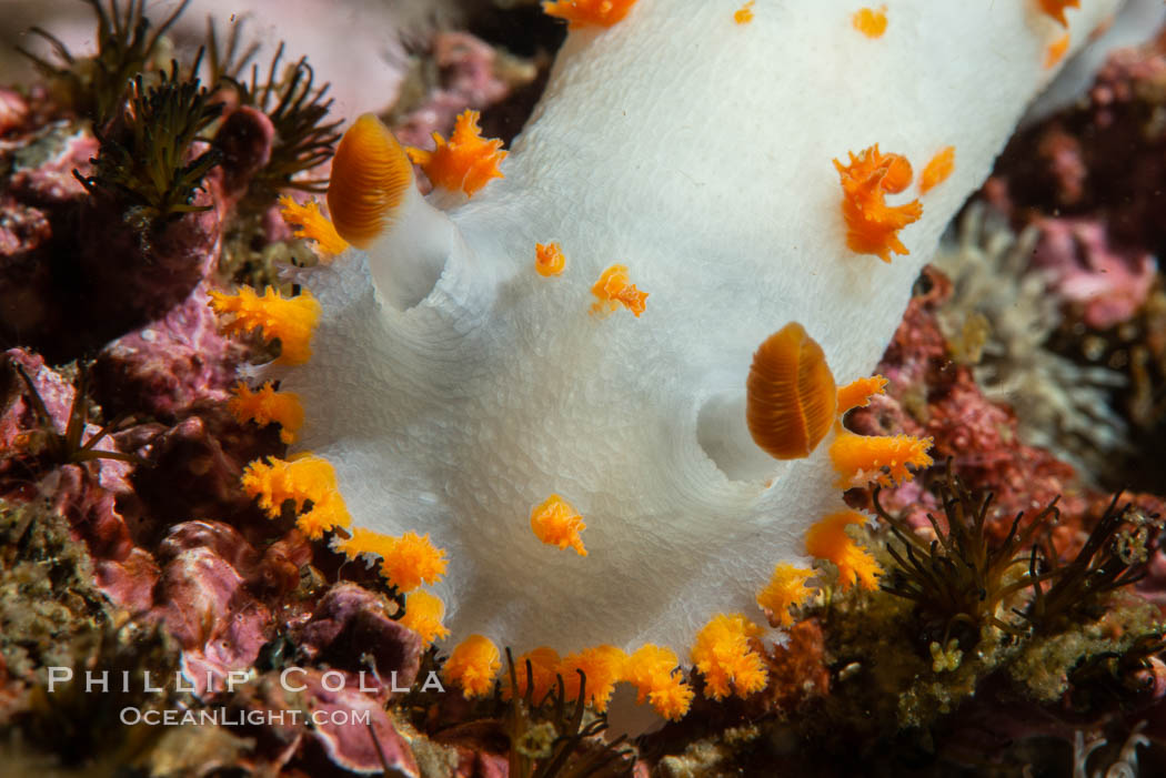 Clown Nudibranch, Triopha catalinae, Browning Passage, Vancouver Island. British Columbia, Canada, Triopha catalinae, natural history stock photograph, photo id 35291