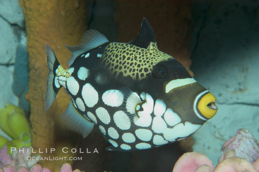 Clown triggerfish., Balistoides conspicillum, natural history stock photograph, photo id 07840