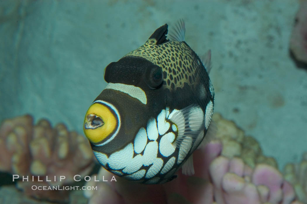 Clown triggerfish., Balistoides conspicillum, natural history stock photograph, photo id 07843