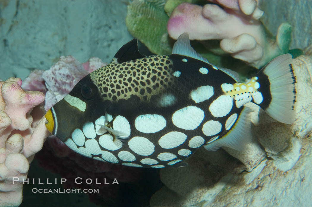 Clown triggerfish., Balistoides conspicillum, natural history stock photograph, photo id 07841