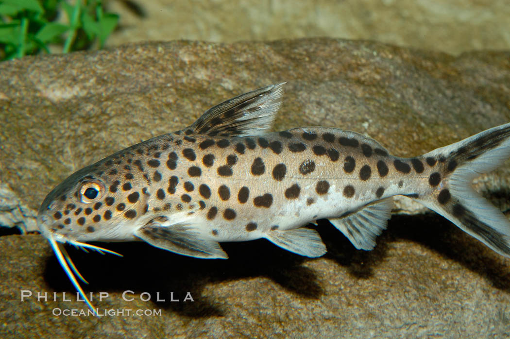 Clownfish or squeeker, a freshwater fish native to Lake Tanganyika in Africa., Synodontis multipunctatus, natural history stock photograph, photo id 09346