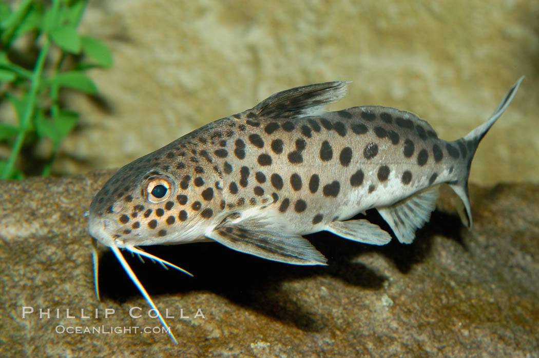 Clownfish or squeeker, a freshwater fish native to Lake Tanganyika in Africa., Synodontis multipunctatus, natural history stock photograph, photo id 09344