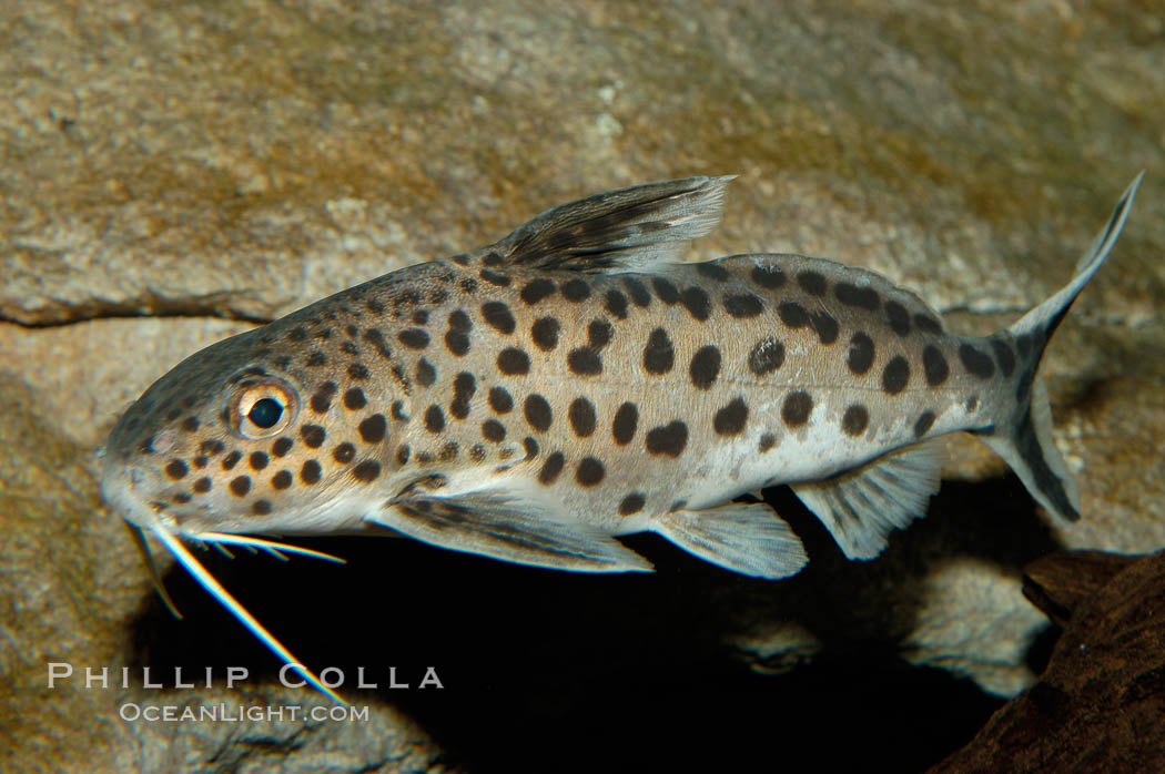 Clownfish or squeeker, a freshwater fish native to Lake Tanganyika in Africa., Synodontis multipunctatus, natural history stock photograph, photo id 09348