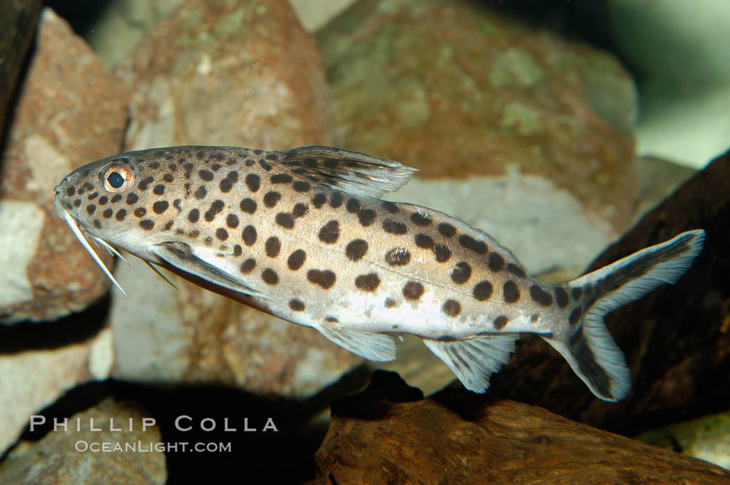 Clownfish or squeeker, a freshwater fish native to Lake Tanganyika in Africa., Synodontis multipunctatus, natural history stock photograph, photo id 09347