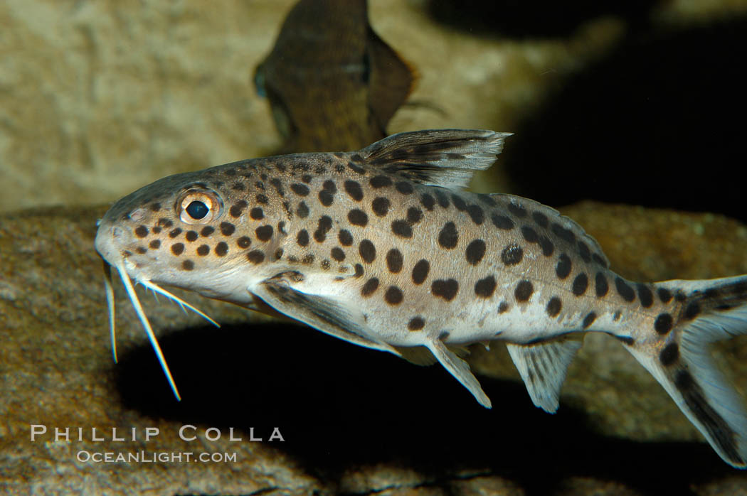 Clownfish or squeeker, a freshwater fish native to Lake Tanganyika in Africa., Synodontis multipunctatus, natural history stock photograph, photo id 09345