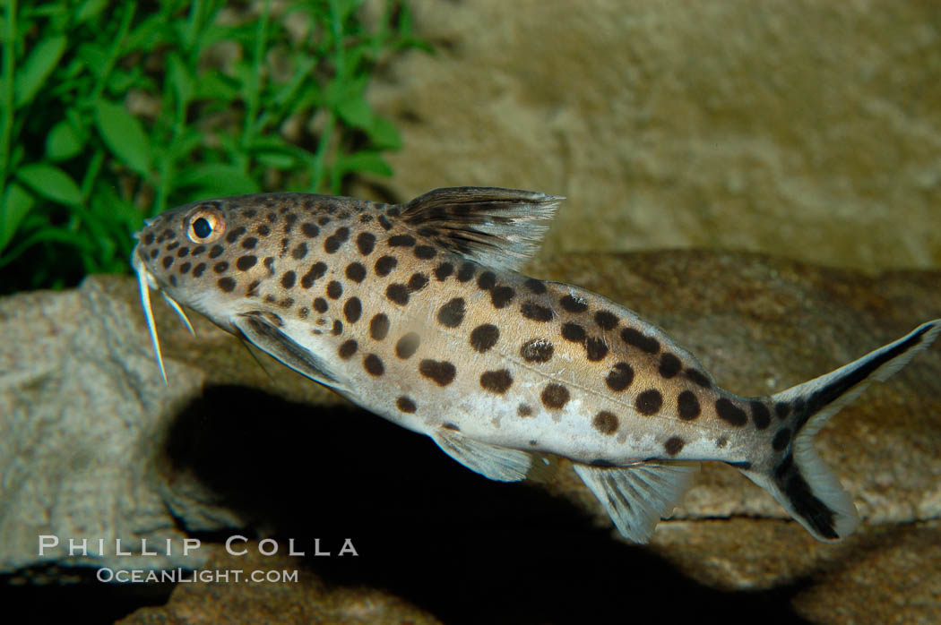 Clownfish or squeeker, a freshwater fish native to Lake Tanganyika in Africa., Synodontis multipunctatus, natural history stock photograph, photo id 09349