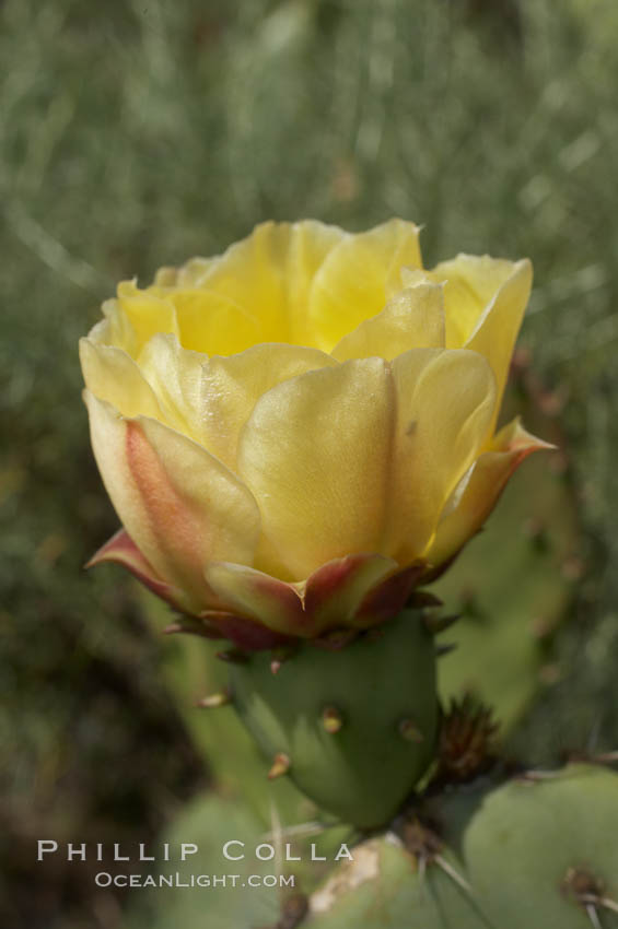 Coast prickly pear cactus in bloom, Batiquitos Lagoon, Carlsbad. California, USA, Opuntia littoralis, natural history stock photograph, photo id 11356