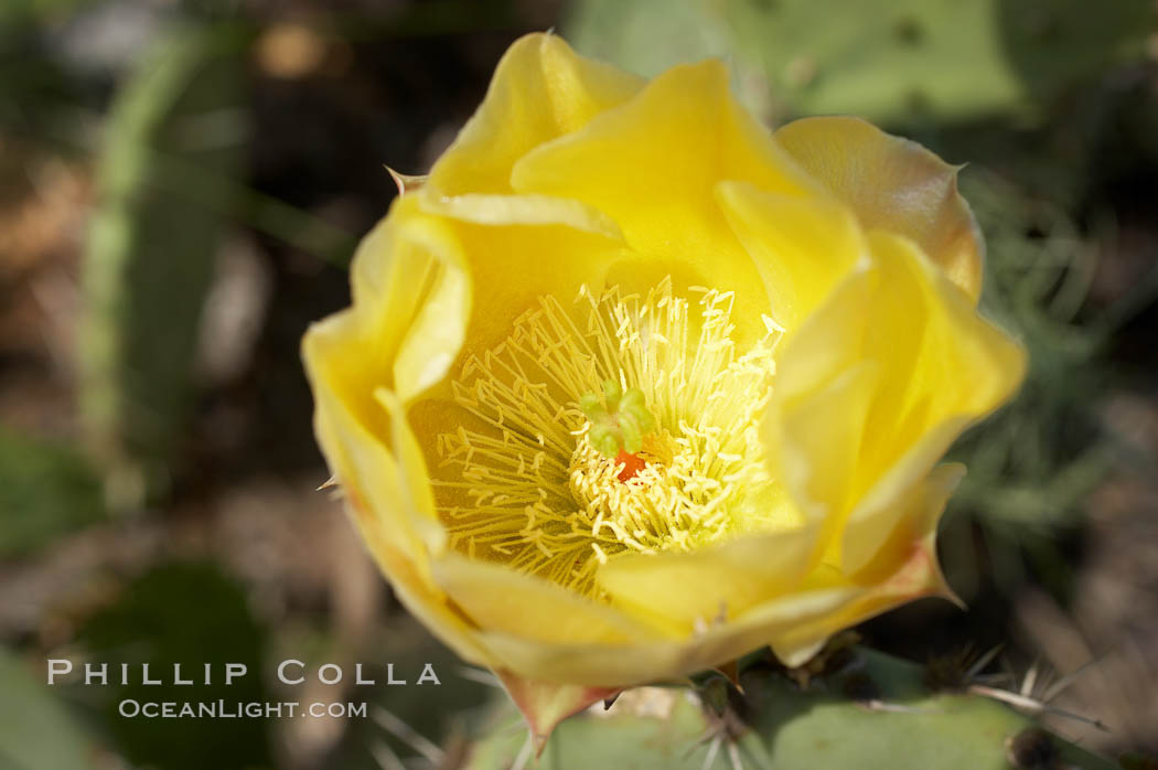 Coast prickly pear cactus in bloom, Batiquitos Lagoon, Carlsbad. California, USA, Opuntia littoralis, natural history stock photograph, photo id 11359