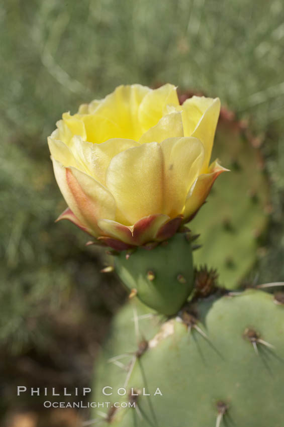 Coast prickly pear cactus in bloom, Batiquitos Lagoon, Carlsbad. California, USA, Opuntia littoralis, natural history stock photograph, photo id 11357