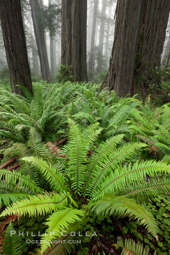 Ferns grow below coastal redwood and Douglas Fir trees, Lady Bird Johnson Grove, Redwood National Park.  The coastal redwood, or simply 'redwood', is the tallest tree on Earth, reaching a height of 379' and living 3500 years or more.  It is native to coastal California and the southwestern corner of Oregon within the United States, but most concentrated in Redwood National and State Parks in Northern California, found close to the coast where moisture and soil conditions can support its unique size and growth requirements. USA, Sequoia sempervirens, natural history stock photograph, photo id 25798